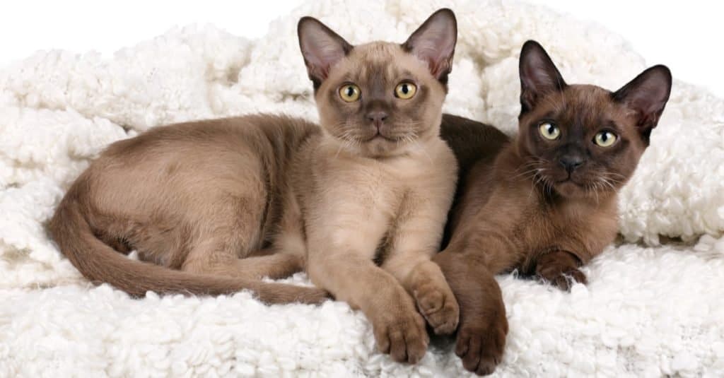 Two Burmese cats lying on a fluffy blanket.