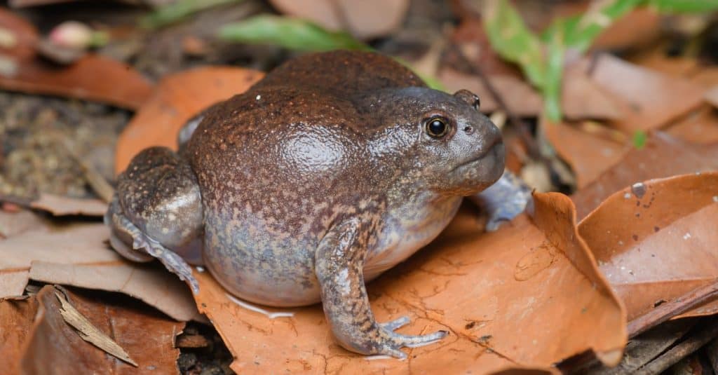 Blunt-headed burrowing frog - Mueang Loei District, Loei Province