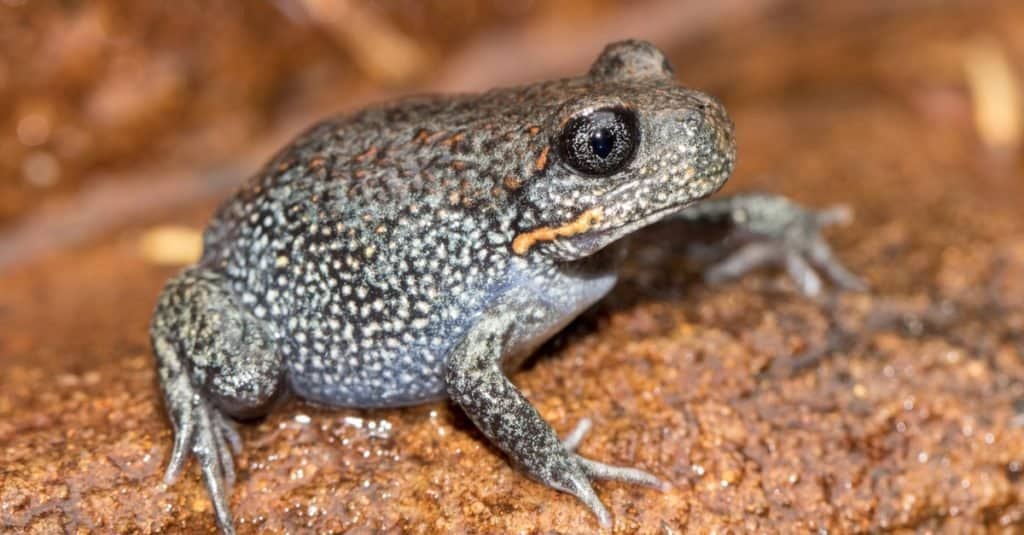 Giant Burrowing Frog resting on rock