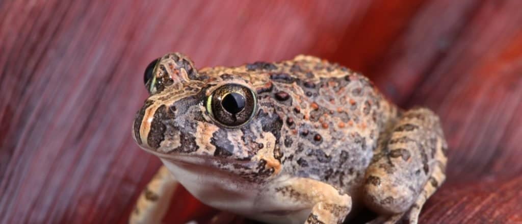 Ornate Burrowing frog - Platyplectrum ornatum - sitting on a fallen red palm leaf frond