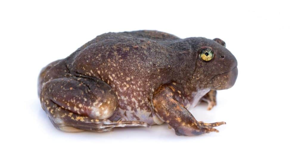 Truncate-snouted burrowing frog or Balloon frog isolated on white background