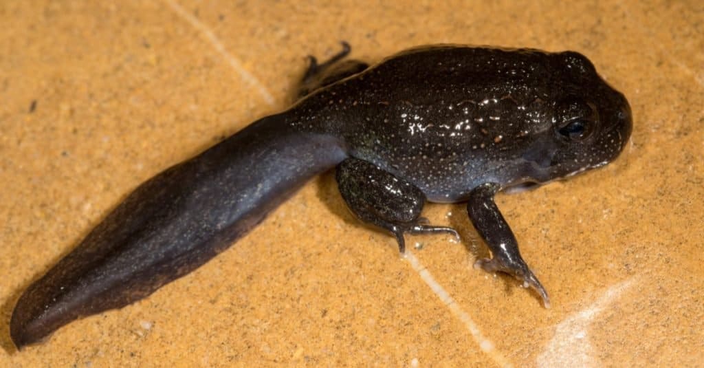 Giant Burrowing Frog changing from tadpole to frog
