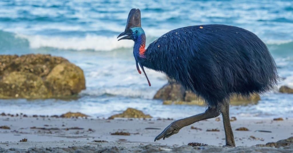 Southern Cassowary walking along the beach.