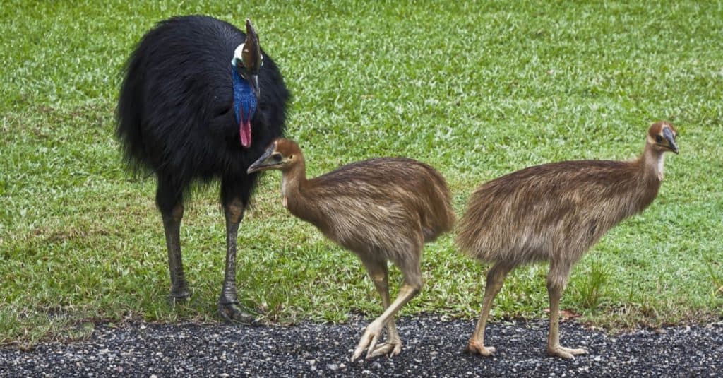 Two cassowary chicks and their dad who looks after them for 9 months.
