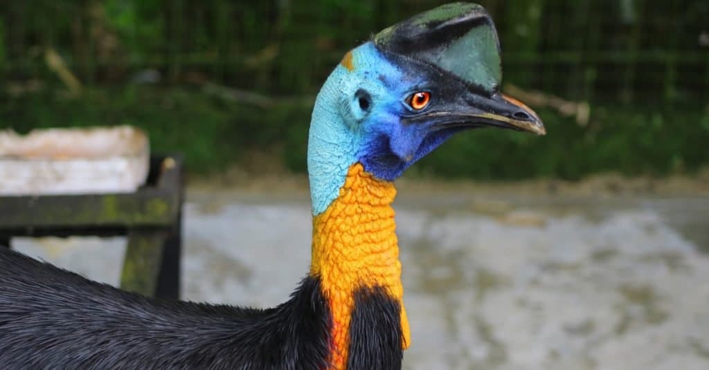 Are Cassowaries Birds - Southern Cassowary, double-wattled cassowary Bird Close-up. Taken in taman the hill Sibolangit, Indonesia.