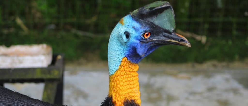 Southern Cassowary, double-wattled cassowary bird Close-up