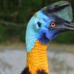 Cassowaries