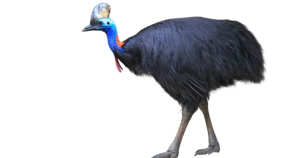 Is a Cassowary A Bird - Isolated on White Background