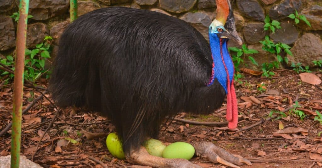 Cassowary bird incubating the eggs.