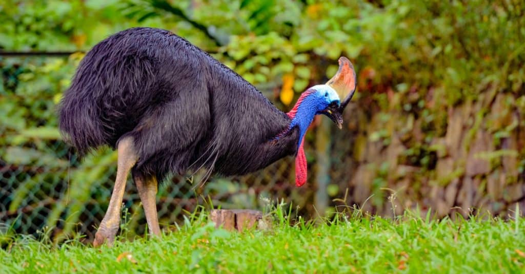 Cassowary in the tropical forest