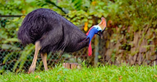 Cassowary - A-Z Animals