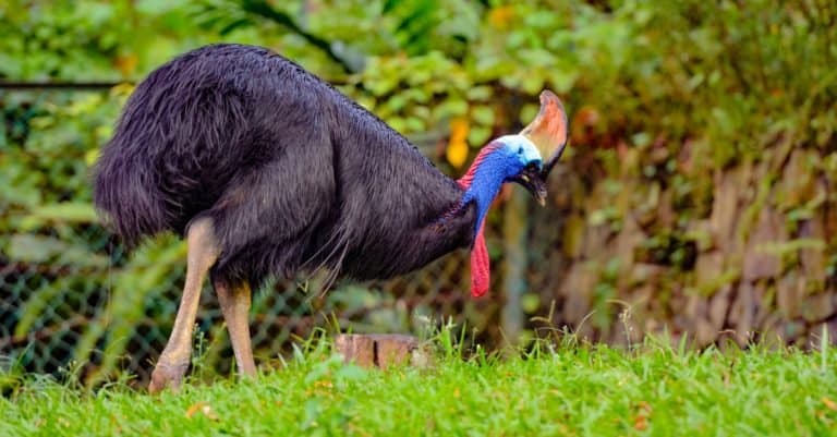 Cassowary in the tropical forest