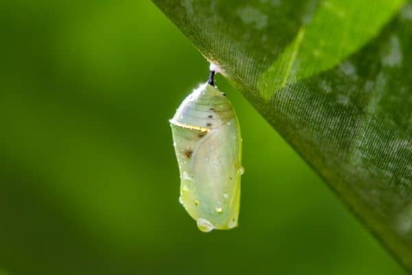 Caterpillar Cocoon hanging from a leaf