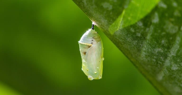 Caterpillar Cocoon hanging from a leaf