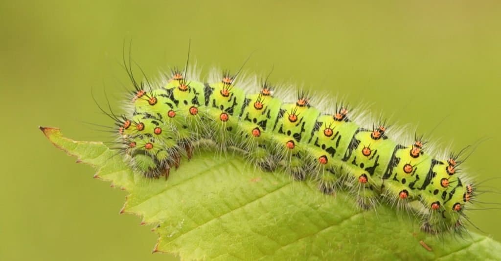 An Emperor moth Caterpillar (Saturnia pavonia) feeding on a bramble leaf.