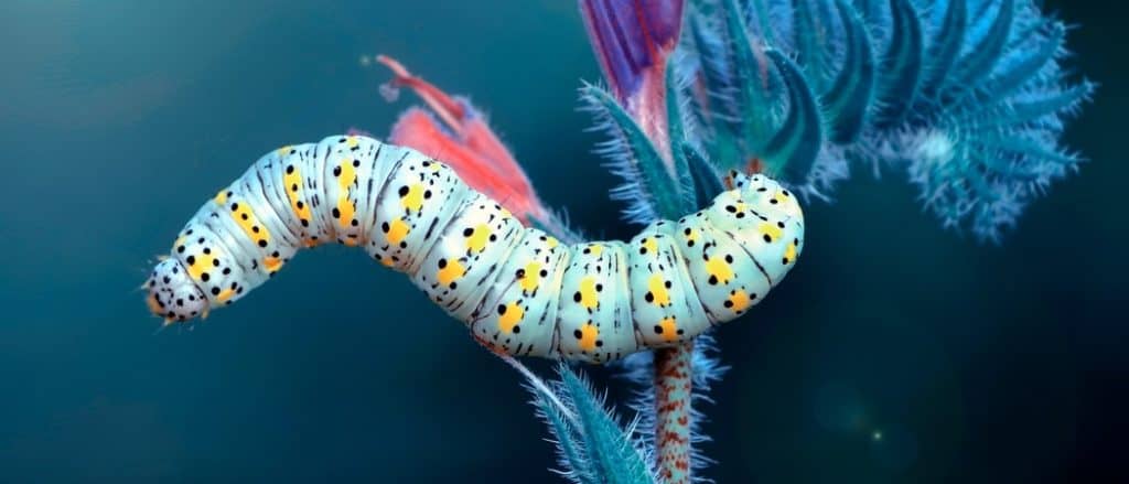 Close up beautiful caterpillar of swallowtail