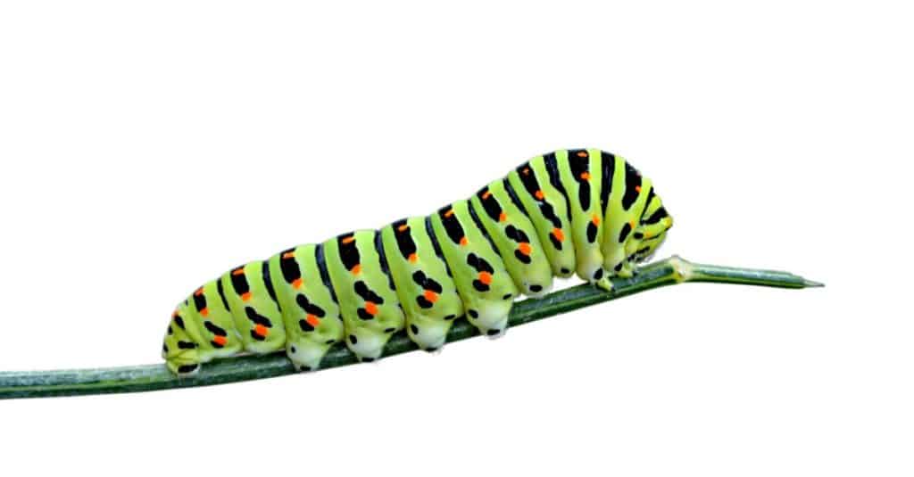 Variegated caterpillar isolated on white background