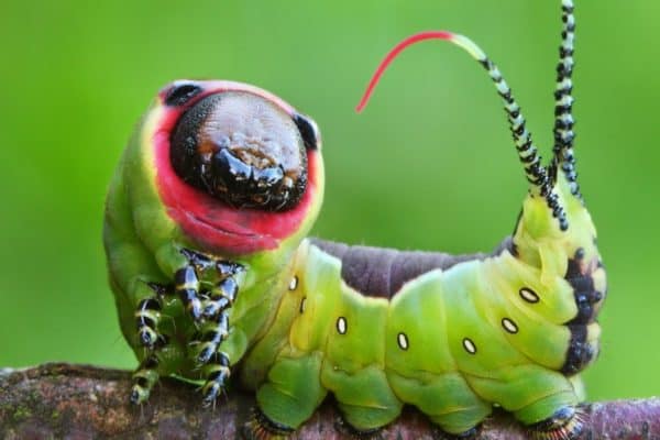 Beautiful caterpillar on a branch.