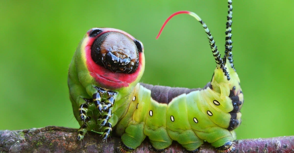 Caterpillar Insect Facts AZ Animals