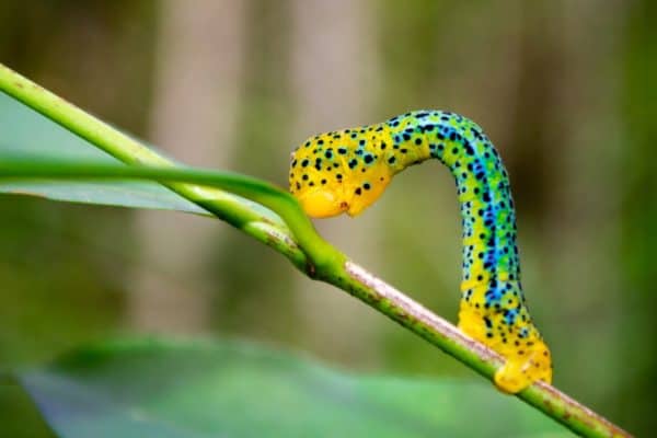 Green, blue and yellow caterpillar walking on a branch.