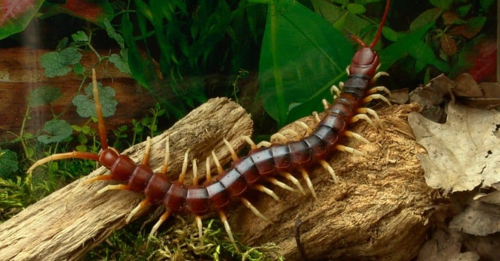 Amazonian giant centipede Scolopendra gigantea in terrarium