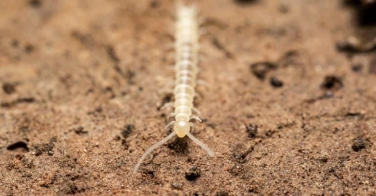 Baby centipede walking in a wood