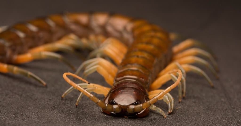 Giant Tree centipede