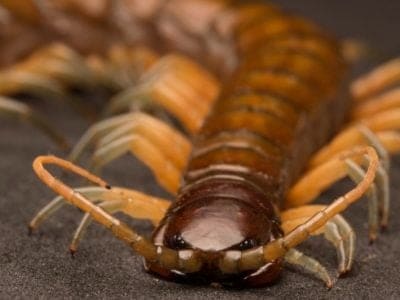 Giant Tree centipede close-up