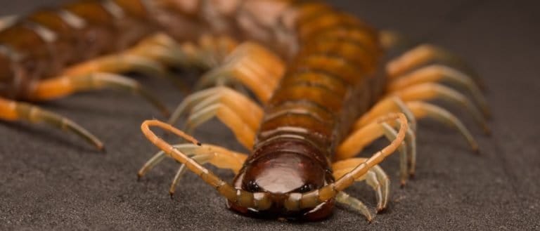 Giant Tree centipede close-up