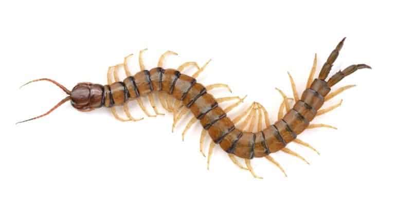 Ccentipede on white background
