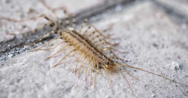 Centipede on a concrete floor
