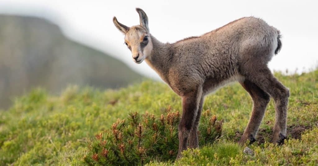 Antelope cub standing on a mountain meadow