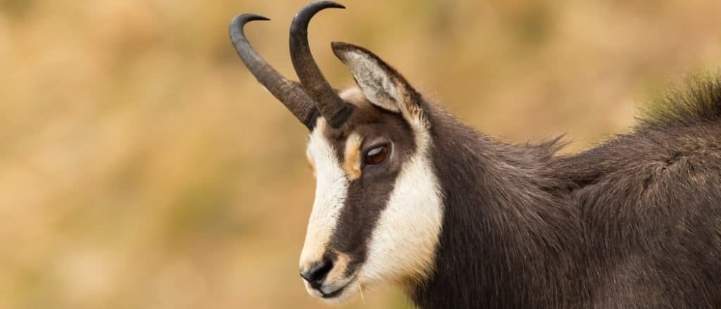 Tatra chamois, rupicapra rupicapra tatrica, in mountains in autumn