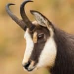 Northern chamois