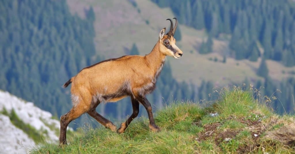 Chamois high in the mountains