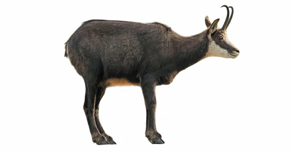 Chamois of the Alps (Rupicapra rupicapra), isolated on white background