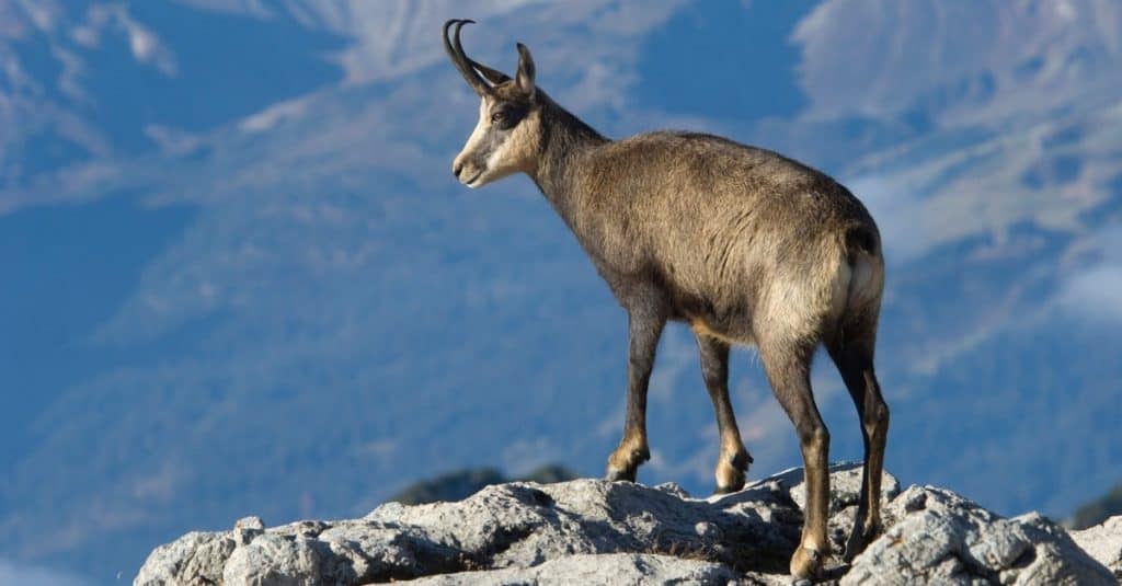 Chamois at the top of a mountain