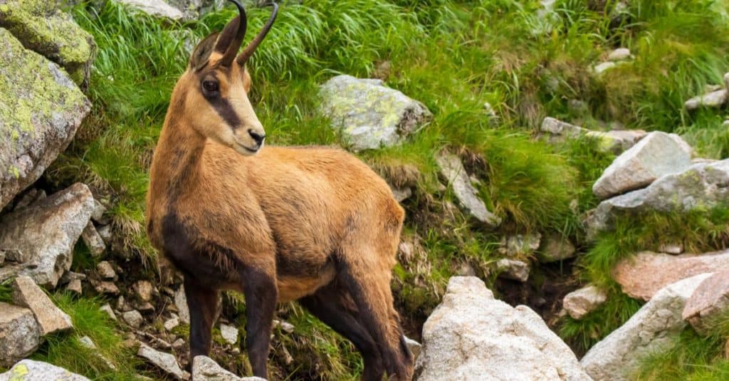 Chamois watching and standing