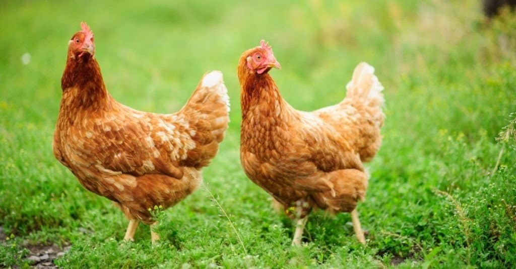Two chickens on green background