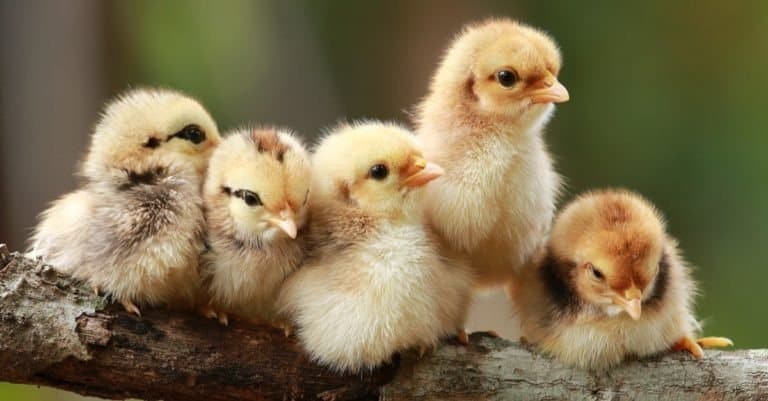 Chicken babies on a log