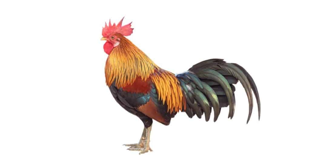 Chicken: rooster on white background