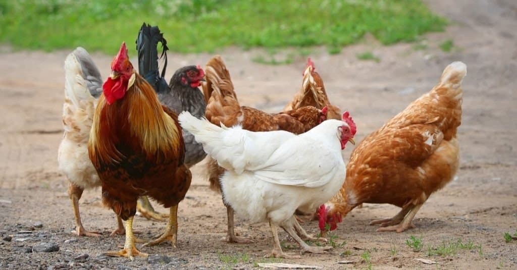 Poulets en liberté. Coq et poulets