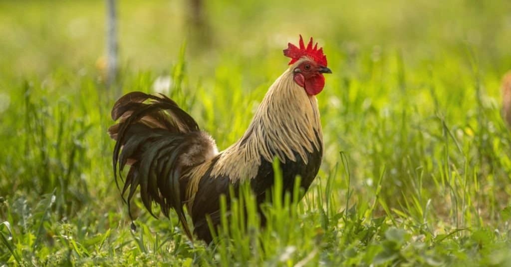 Chicken: A large rooster stands in the tall grass on a sunny day