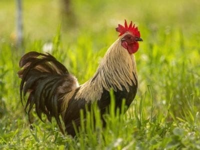 Rooster Bird Facts  Gallus domesticus - A-Z Animals