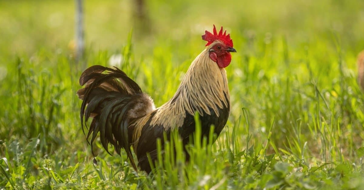 Mother hen with chickens in a rural yard.Chickens in a grass in