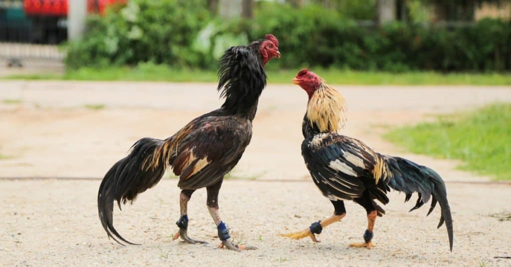 Chicken: Gamecocks are fighting