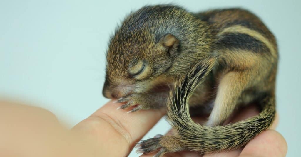 Newborn Baby Chipmunk