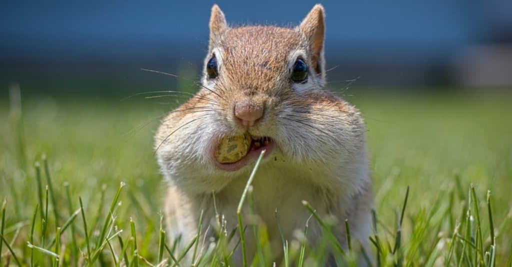 A Chipmunk's Cheeks are Filled with Peanuts