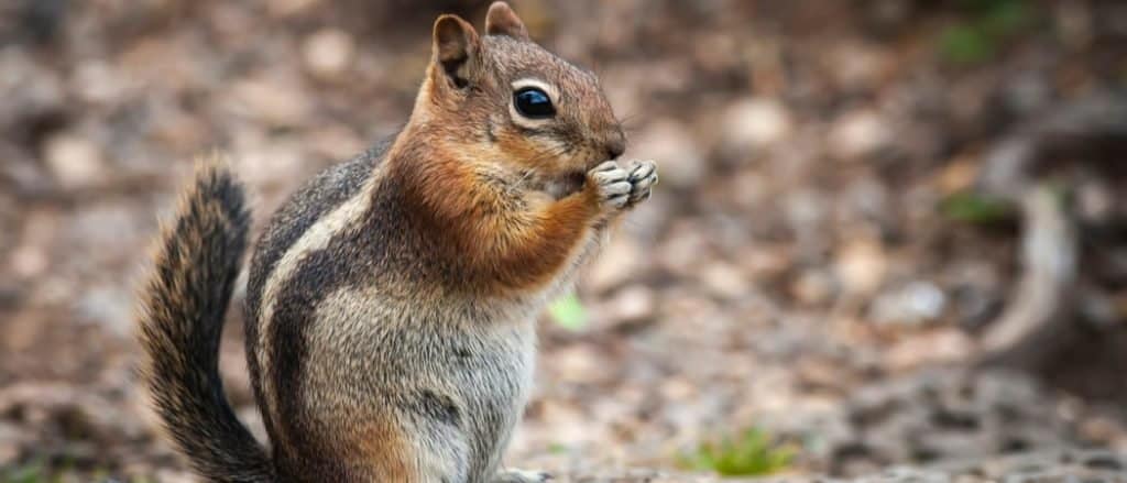 Close-up Mountain Chipmunk Eating Standing on a rock