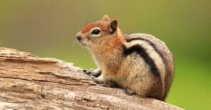Can Chipmunks Climb Trees? Picture